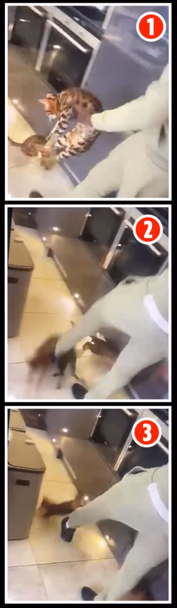 Zouma sút con mèo như một trái bóng (Ảnh SunSport).