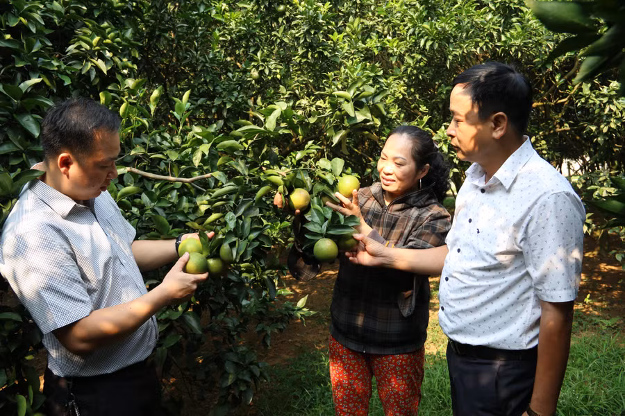 Cán bộ Hội Nông dân tỉnh Hoà Bình hướng dẫn người dân chăm sóc cam tại vườn. Cán bộ Hội Nông dân tỉnh Hoà Bình hướng dẫn người dân chăm sóc cam tại vườn.