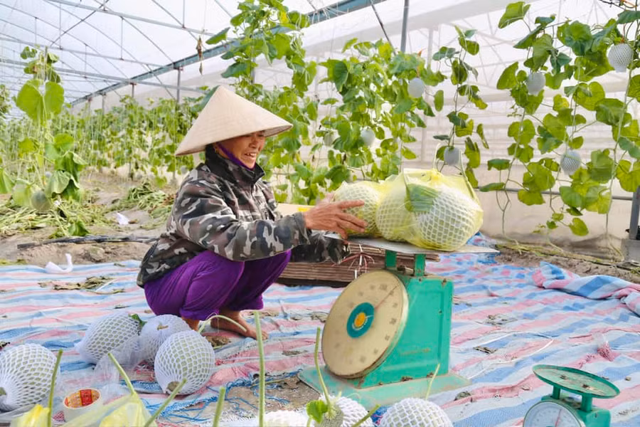 Trồng dưa lưới trong nhà màng đang được nhiều mô hình kinh tế ở huyện Thạch Hà (Hà Tĩnh) áp dụng. (Ảnh: Thúy Quỳnh)