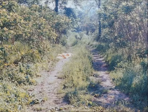 Nơi thi thể bà Kulakowski được tìm thấy.