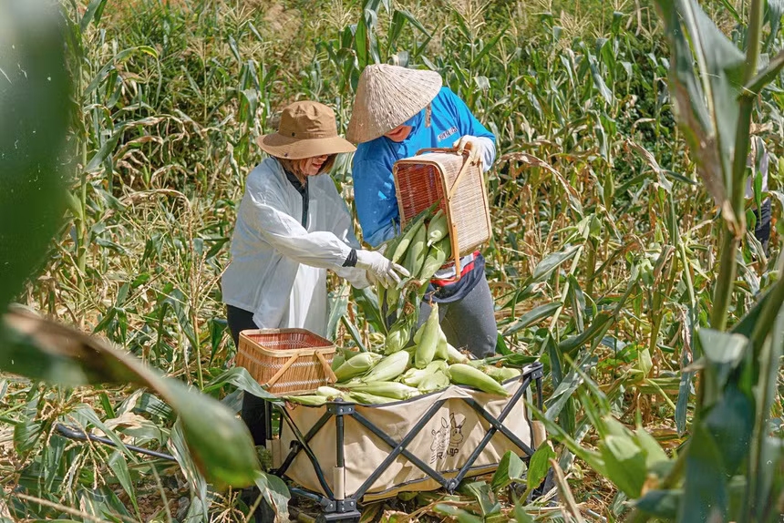 Gia đình chị Việt Anh, ở Đà Lạt thu hoạch toàn bộ bắp sạch trong vườn để gửi tặng người dân TP Hồ Chí Minh. Ảnh: Zing.
