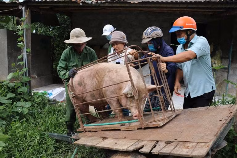 Bà Nguyễn Thị Hạt (52 tuổi, trú tại thôn Long Thành, xã Tân Long) chở đến trụ sở UBND xã Tân Long 1 con lợn hơn 120kg. “Tôi có hỏi lãnh đạo xã, ủng hộ con lợn khoảng 120kg được không. Mấy anh nói được, quá tốt. Vì có thể thịt con heo để làm muối ruốc sả, gửi vào cho người dân ở TP Hồ Chí Minh” - bà Hạt, nói. Nguồn: VNN.