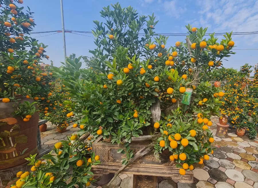 Độc, lạ quất ghép gỗ lũa