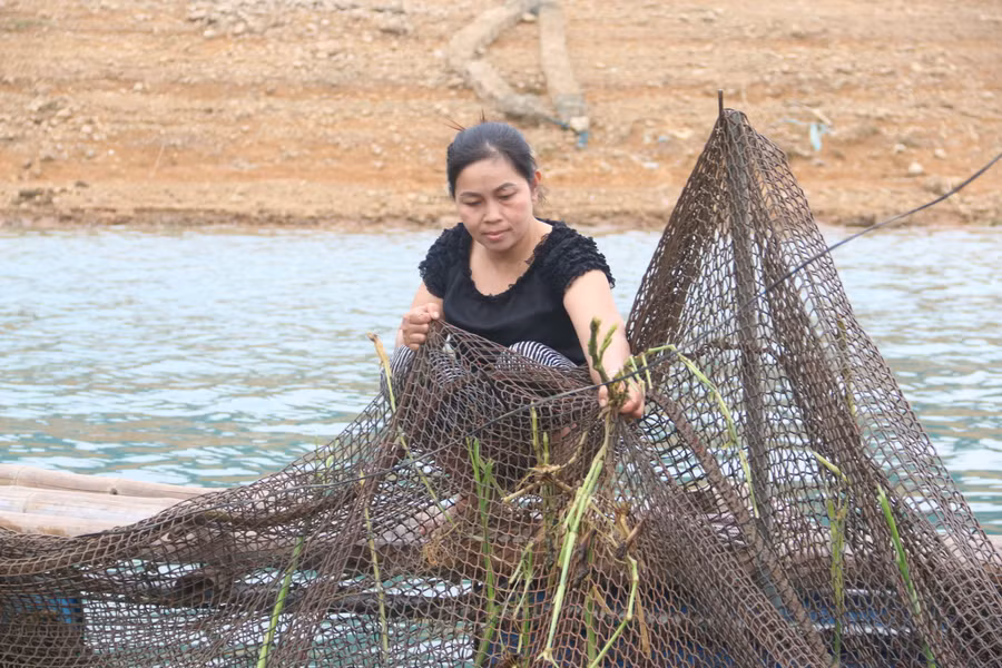 Chị Sen đang cho cá lồng ăn cỏ.