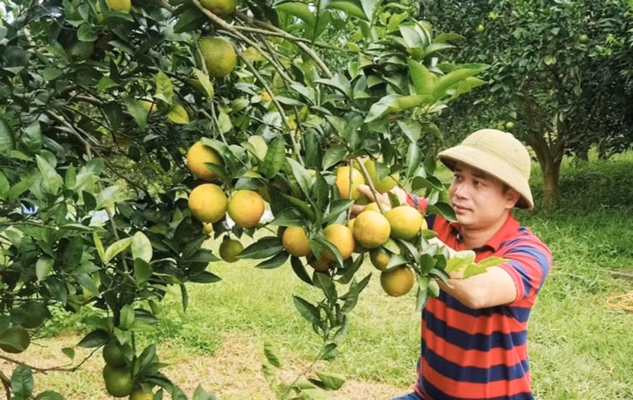 Nhiều hộ dân ở huyện Cao Phong đã thoát nghèo nhờ trồng cam.