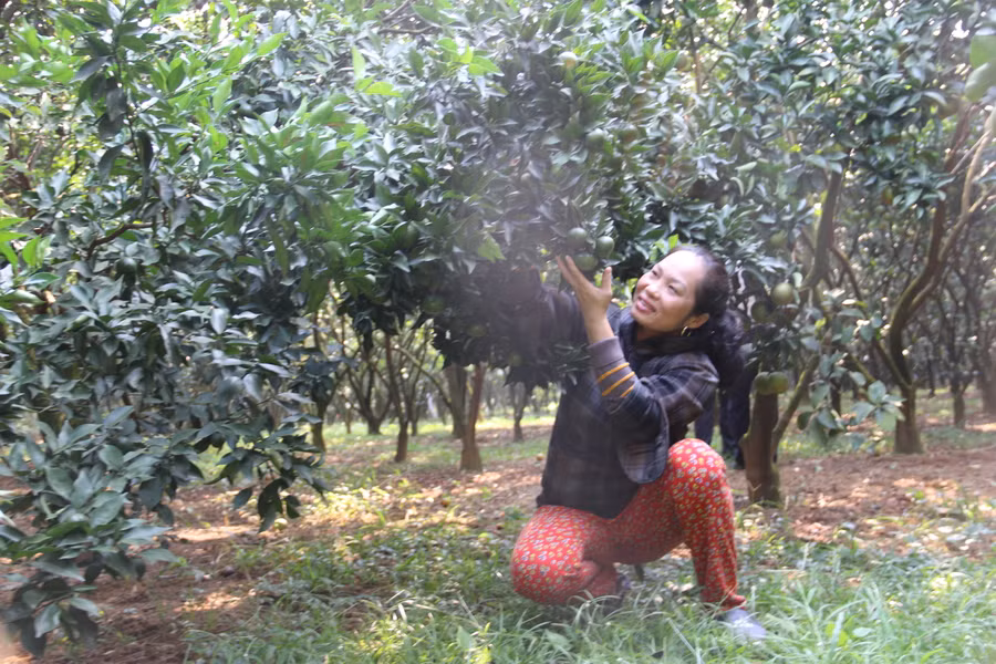 Bà Thu đang chăm sóc cây cam tại vườn. Bà Thu đang chăm sóc cây cam tại vườn.
