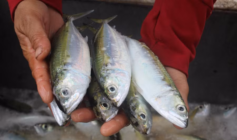Vào chính vụ, cá bạc má thường to và béo, trung bình từ 5 - 6 con/kg.