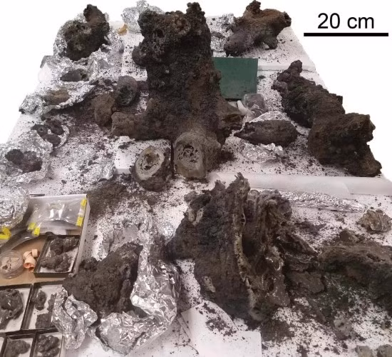Mẫu fulgurite được khai quật ở Glen Ellyn, Illinois (Mỹ).