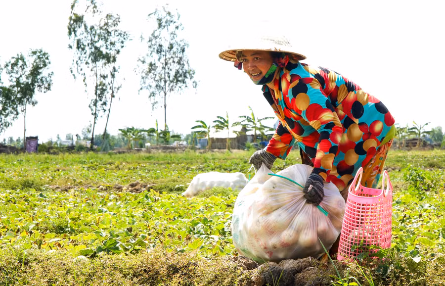 Nông dân ở Kiên Giang chủ động chuyển cánh đồng lúa sang trồng màu "né" hạn mặn.