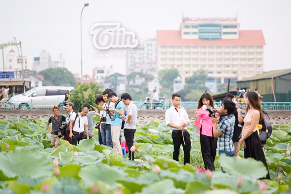 Sen Hồ Tây vào mùa, giới trẻ lại nô nức chụp ảnh