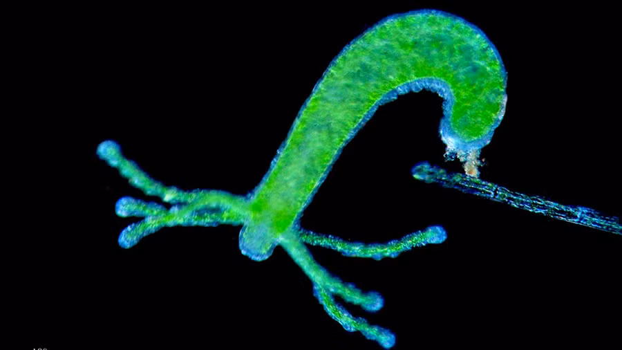 Hydra có thể làm chậm quá trình lão hóa nhờ vào enzyme đặc biệt trong cơ thể.