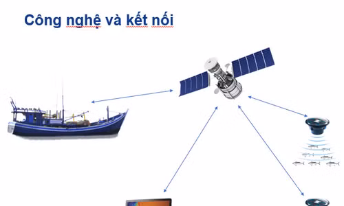 "Định vị" đàn cá bằng công nghệ giá rẻ ảnh 1