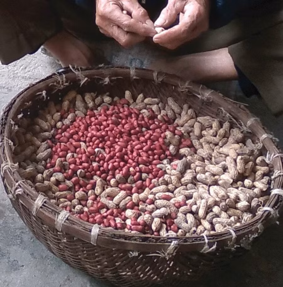 Lạc đỏ rang... mắm
