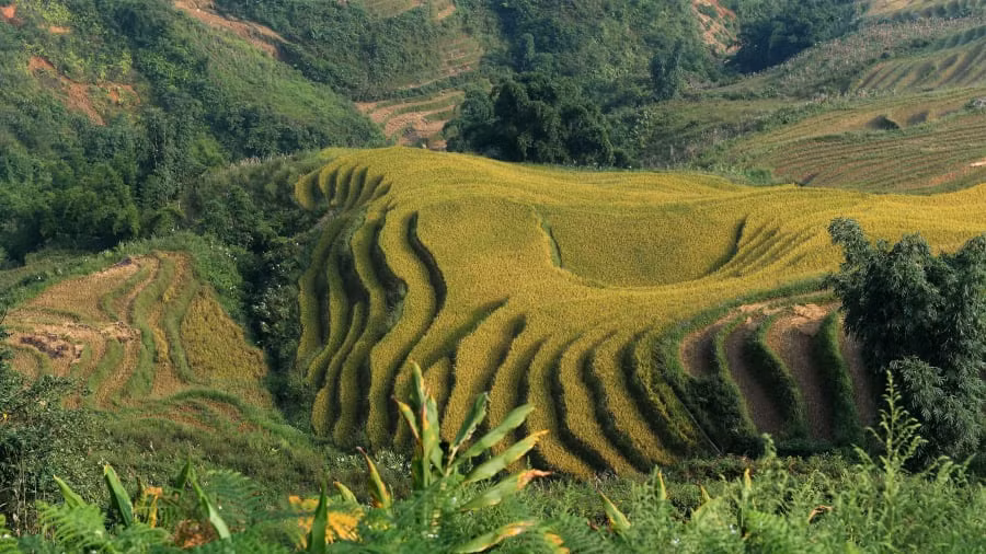 Sapa: Vùng núi của tỉnh Lào Cai thu hút những du khách thích phiêu lưu, những người yêu thích không khí trong lành, thác nước rì rào, ruộng bậc thang, rừng tre và những chuyến đi bộ đầy thử thách và đỉnh Fansipan cao nhất Việt Nam,