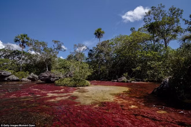 Canõ Cristales dài gần 100 km với màu sắc vô cùng rực rỡ.