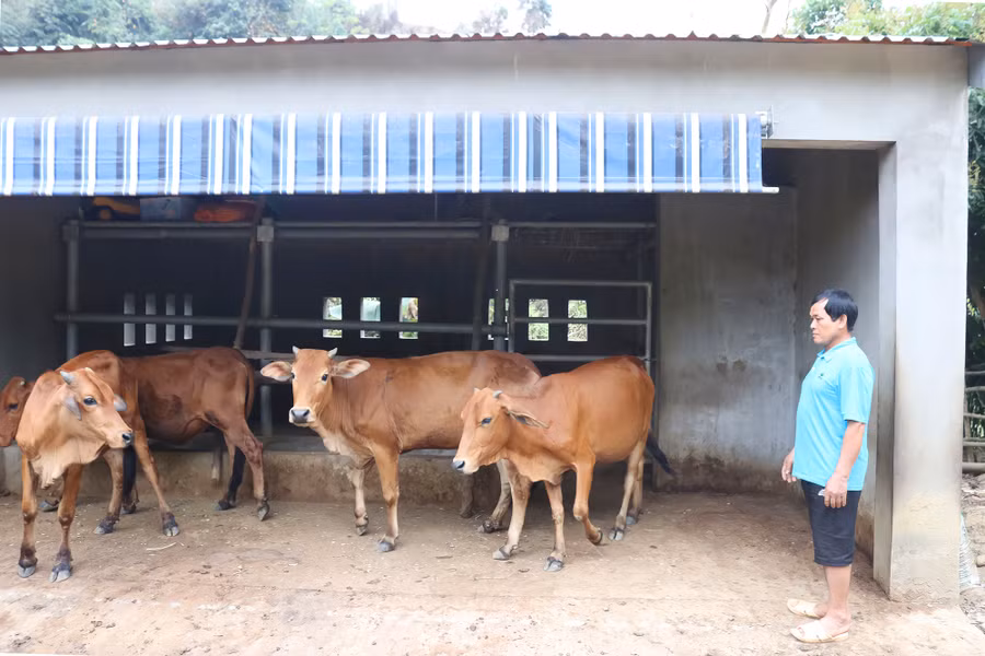 Ông Lo Văn Cường chăm sóc đàn bò giống do Ban Dân tộc tỉnh Nghệ An hỗ trợ. Ảnh: Phạm Tâm