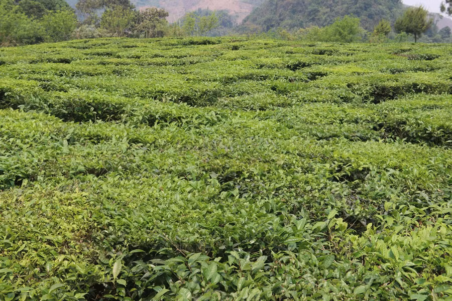 Khu đất đồi ở bản Chiềng Lè, xã Chiềng Khoa được chủ hộ bán với giá gần 2 tỉ đồng.