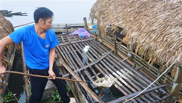 Người dân ở huyện Bá Thước vớt cá chết trong lồng nuôi dưới sông Mã.
