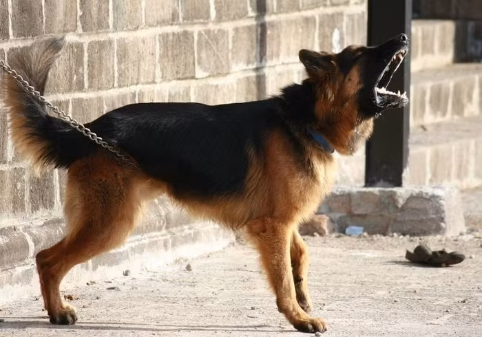 Đến gần chó dữ để xin kiểu ảnh sống ảo, cô gái chịu hậu quả đau đớn