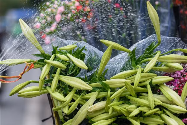 Dịu dàng hoa loa kèn tháng 4 ảnh 2