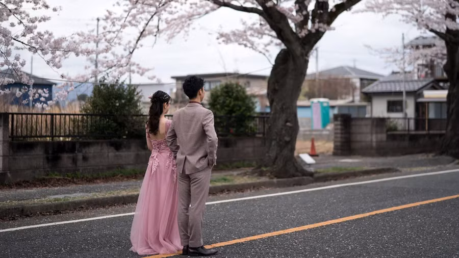 Cặp đôi tạo dáng chụp ảnh cưới gần cây anh đào ở khu vực Yonomori của Fukushima. Ảnh: CNN