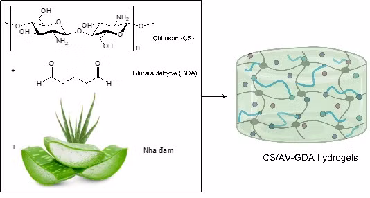 Phản ứng điều chế hệ hydrogels chitosan chứa dịch nha đam.