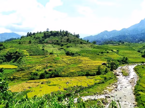 Sắc vàng ruộng bậc thang Mường Tè.