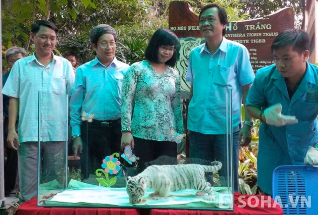 Cận cảnh hổ trắng quý hiếm mới đẻ ở Thảo cầm viên Sài Gòn ảnh 1