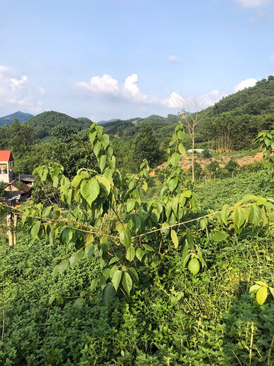 Cây Đòn võ trồng thử nghiệm ở Thái Nguyên.