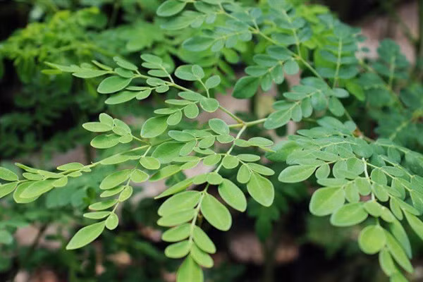Phân bón hữu cơ từ phụ phẩm cây chùm ngây ảnh 1