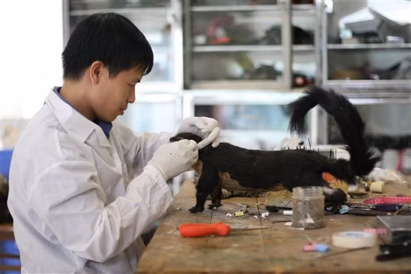 Chuyên gia đang hoàn thiện một tiêu bản sóc.