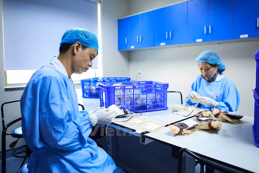 Khám phá đường đi của một đơn vị máu tại viện Huyết học ảnh 3
