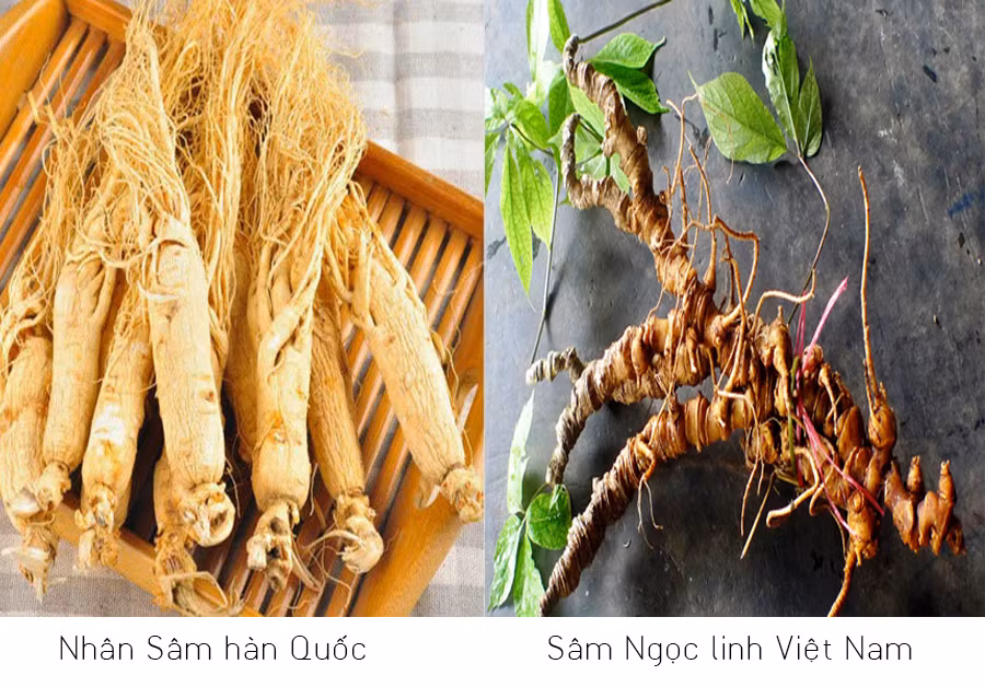 Sâm Ngọc Linh và sâm Hàn Quốc: Kẻ tám lạng, người nửa cân? ảnh 1