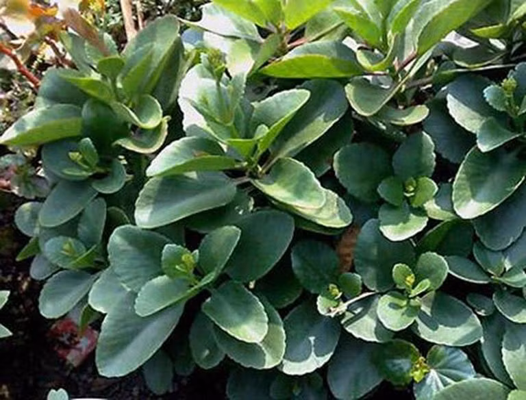 Cây sống đời. Cây sống đời.