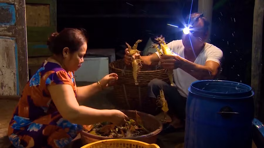 Một hộ dân thu hoạch tôm nuôi dưới tán rừng. Ảnh: TG Một hộ dân thu hoạch tôm nuôi dưới tán rừng. Ảnh: TG