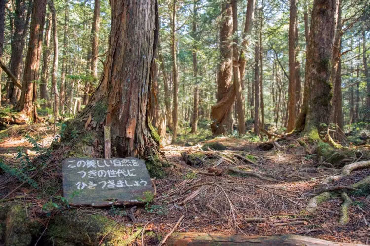Rừng Aokigahara: Nơi tự sát bí ẩn nhất thế giới ảnh 3