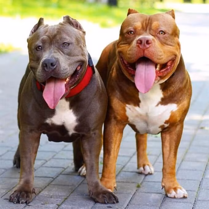 Chó Pitbull có thể phát hiện ung thư phổi Chó Pitbull có thể phát hiện ung thư phổi