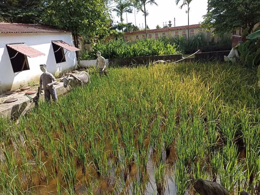 Khu ruộng lúa.