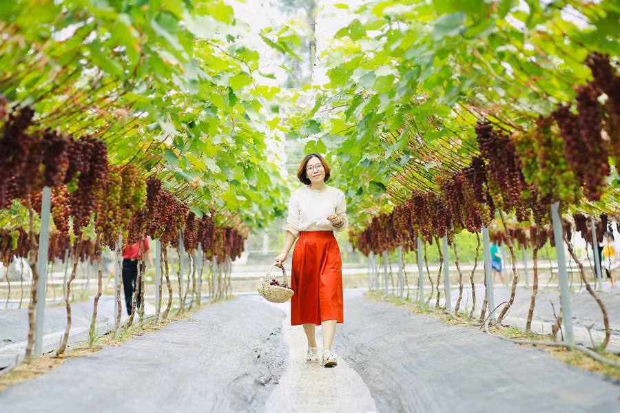 Du khách tham quan và trải nghiệm hái nho.