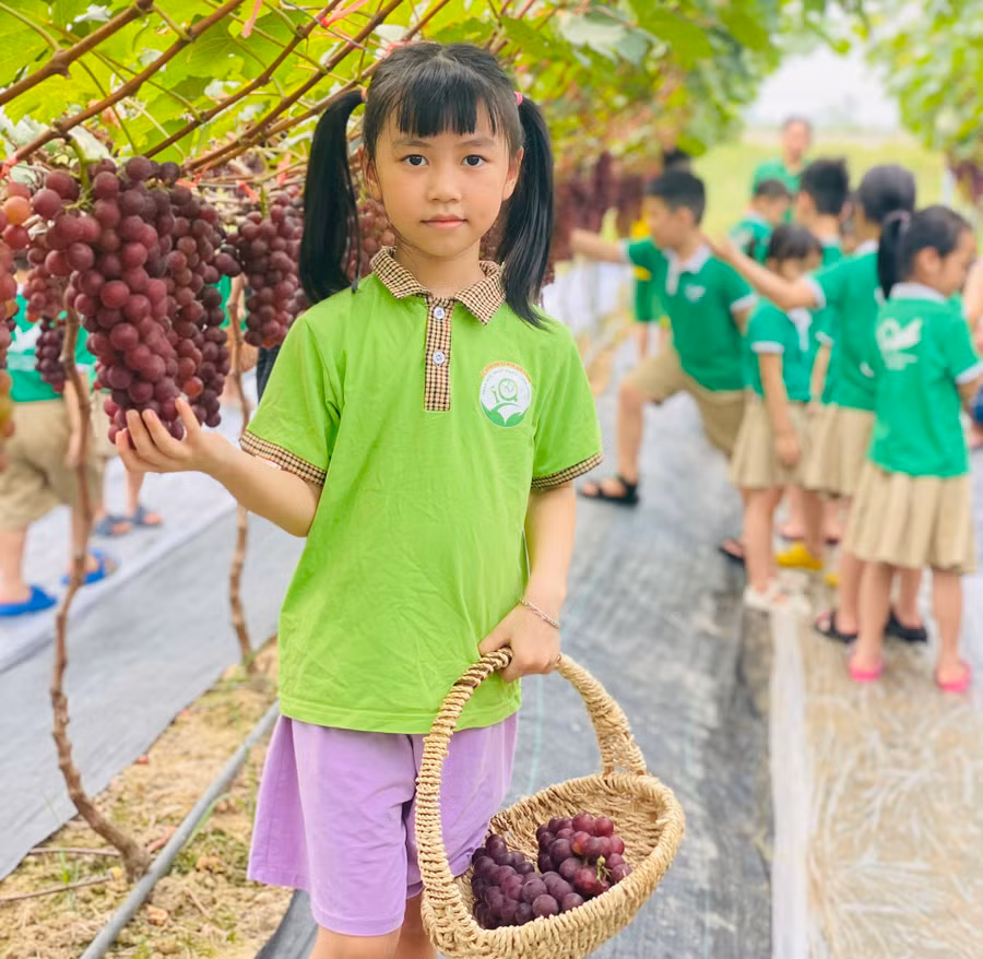 Vườn nho của anh Minh thu hút nhiều trường mầm non, tiểu học tham quan và trải nghiệm hái nho.