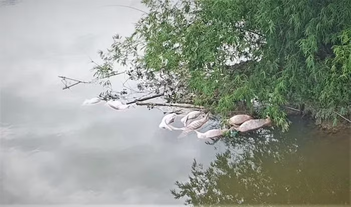 Những con lợn chết do Vũ Văn Đức và Vũ Văn Tá vứt xuống sông gây ô nhiễm môi trường. (Ảnh: CTV)