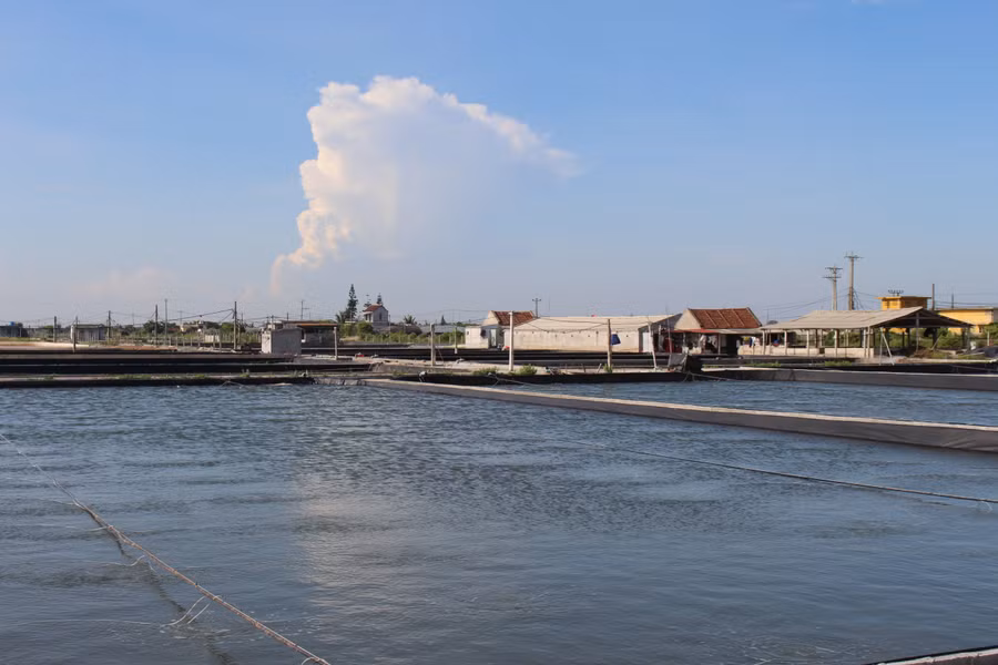 Hệ thống ao, đầm nuôi nghêu thử nghiệm thành công của GS.TSKH Vương Khả Cúc.