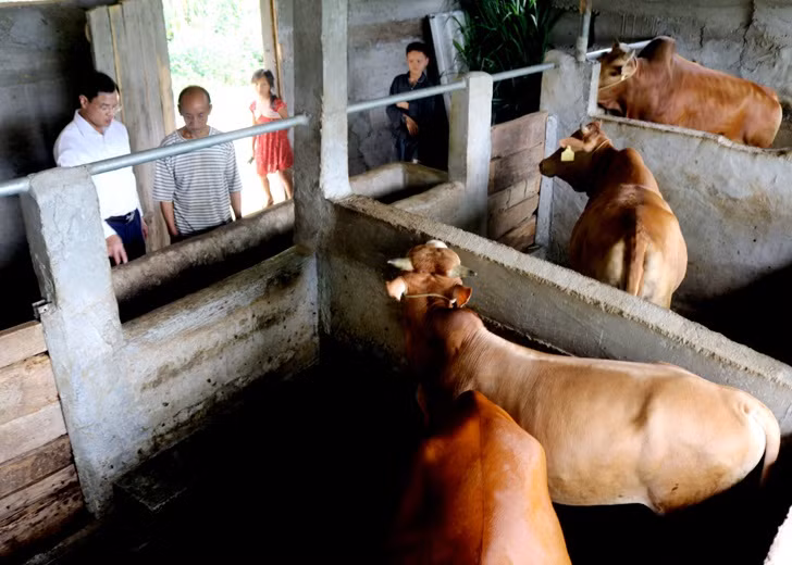 Mô hình nuôi bò liên kết của người dân xã Yên Định (Bắc Mê). Ảnh: Hoàng Tuyến