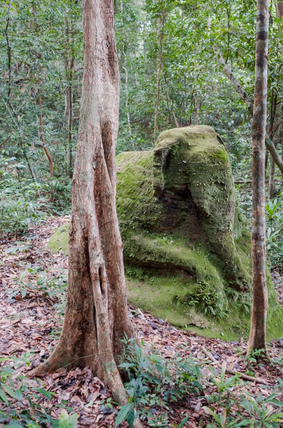 Phát hiện thành phố trong khu vực núi Kulen, Campuchia