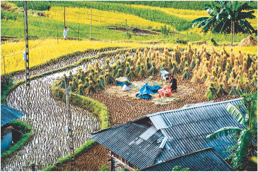 Mùa gặt ở bản Phùng.