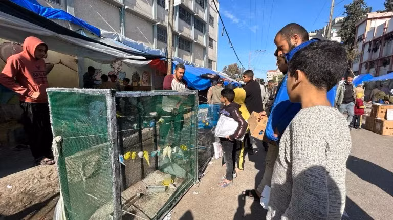 Ở Rafah, nơi phần lớn dân số Gaza hiện tập trung đông đúc,hoạt động mua bán các loài chimbiết hót phát triển mạnh. Ảnh: Mohamed Soleimane/Al Jazeera