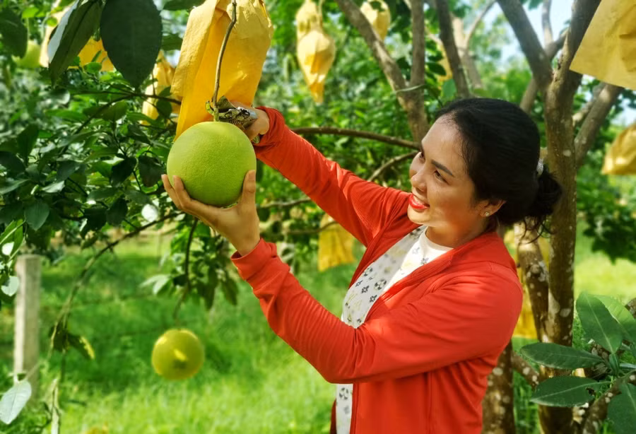 Vụ bưởi Phúc Trạch năm nay mang lại hiệu quả kinh tế cao cho người trồng (Ảnh: H.T).
