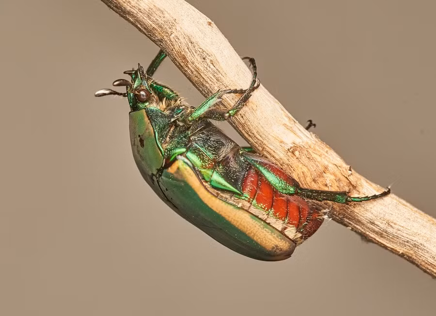 Bọ cánh cứng Cotinis mutabilis, nguyên liệu chính của trang sức bọ cánh cứng. Ảnh: Tom Xay, Atlasobscura.com Bọ cánh cứng Cotinis mutabilis, nguyên liệu chính của trang sức bọ cánh cứng. Ảnh: Tom Xay, Atlasobscura.com