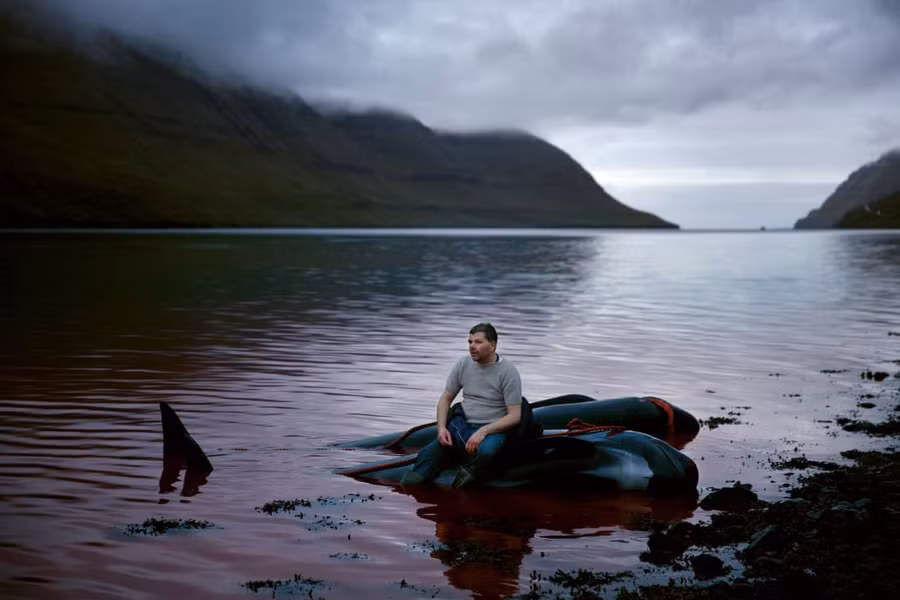 Người dân Faroe sau một cuộc săn cá voi - một truyền thống gây tranh cãi và khiến thế giới phản đối. Ảnh: Gjestvang