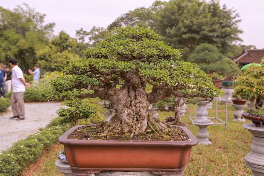 Một chậu cây cảnh đẹp được các nghệ nhân uốn và chăm sóc tỉ mỉ trưng bày tại triển lãm.